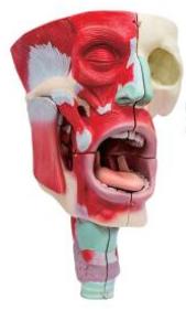 鼻、口、咽喉腔分解模型